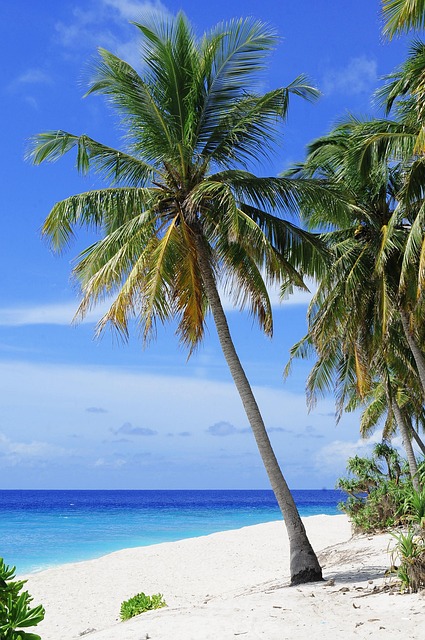 beach, palm trees, sea, ocean, seascape, horizon, island, tropical, tropical island, maldives, nature, travel, vacation, sand, sandy beach, shore, seashore, white sand, coast, beach, beach, beach, beach, beach, palm trees, palm trees, palm trees, island, tropical, maldives, maldives, maldives - 4K 8K wallpaper background by Pexels | Pix8K