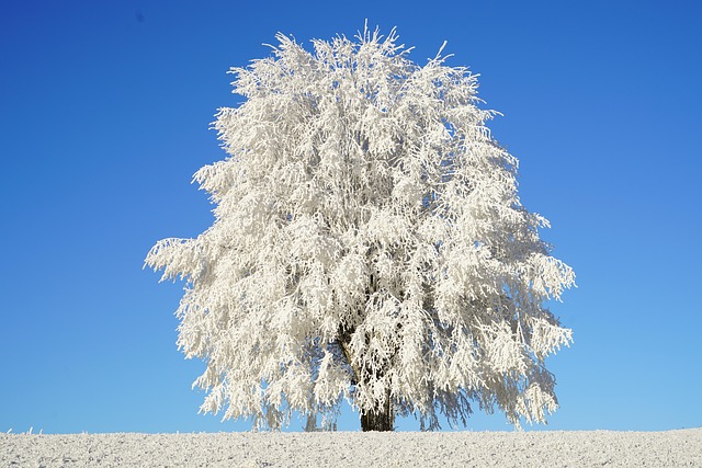 tree, hoarfrost, branch, icy, crystal formation, snowy, ice crystals, crystals, frozen, winter, ice cream, cold, frost, ripe, single tree, solitary tree, single, nature, landscape, idyll, idyllic, leutschenberg, schoenthal, winter landscape, frosty, crystal, winter impression, ice flowers, winter magic, white, snow, winter picture, winter photography, winter photo, winter shot, law, eastern jura, swiss jura, ice needles, enchanted forest, the winter's tale, fairytale, magical - 4K 8K wallpaper background by Hans | Pix8K
