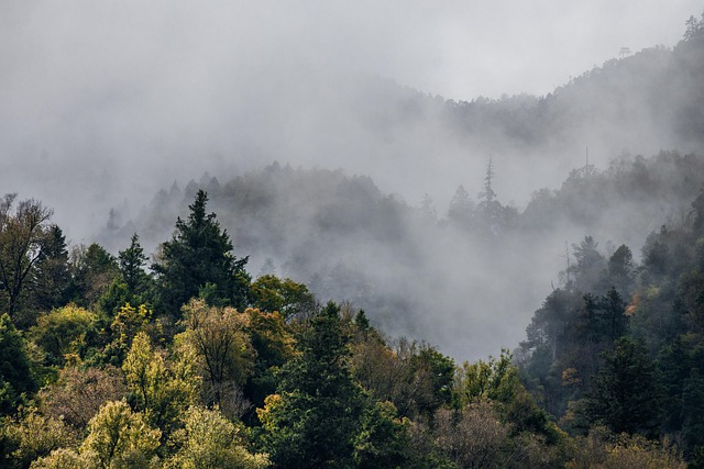 sea of clouds, forest, fog, alpine forest, nature - 4K 8K wallpaper background by ymyphoto | Pix8K