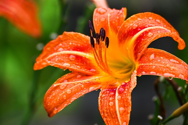 lily, flower wallpaper, flower, flower background, dew, rain, beautiful flowers, summer, nature - 4K 8K wallpaper background by michellejonessood | Pix8K