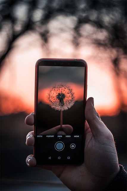 flower, film, flower background, flower wallpaper, sunset, sun, nature, beautiful flowers, photography, botany, screen - 4K 8K wallpaper background by Dominik_eos77d | Pix8K
