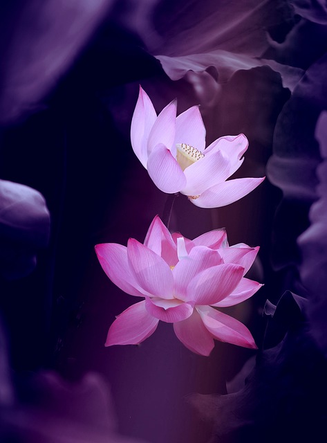 lotus, beautiful flowers, flower background, flower, nature, zen, plant, aesthetic wallpaper, phone wallpaper, iphone wallpaper, flower wallpaper - 4K 8K wallpaper background by drphuc | Pix8K