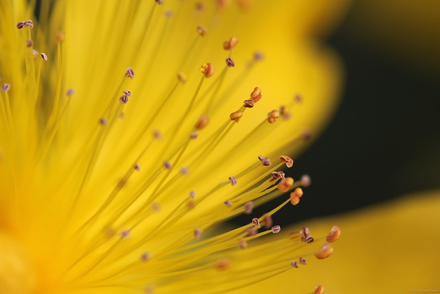 flower, full hd wallpaper, blossom, cool backgrounds, bloom, wallpaper 4k, nature wallpaper, free background, botany, beautiful nature, free wallpaper, beautiful wallpaper, 4k wallpaper 1920x1080, nature background, 4k wallpaper, macro, windows wallpaper, flower wallpaper, nature, plant, wallpaper hd, beautiful flowers, desktop backgrounds, seeds, petals, hd wallpaper, flower background, floral background, garden, stamen, background image, screen, mac wallpaper, wallpaper, beautiful, laptop wallpaper, yellow - 4K 8K wallpaper background by AdelinaZw | Pix8K