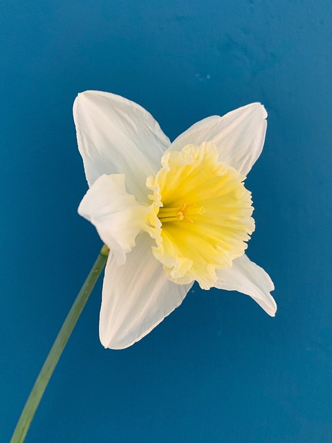 daffodil, flower, flower background, spring, nature, yellow, white, spring flowers, spring flower, beautiful flowers, flower wallpaper, flora - 4K 8K wallpaper background by DAVID_UNDERLAND | Pix8K