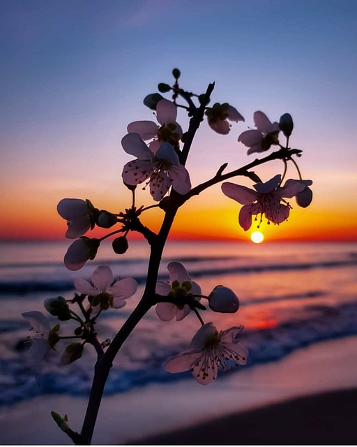 beach, ipad wallpaper, floral background, mobile wallpaper, phone wallpaper, nature, samsung wallpaper, plant, beautiful wallpaper, mobile wallpaper 4k, evening, wallpaper, lock screen wallpaper, photography, iphone wallpaper - 4K 8K wallpaper background by Shyam151 | Pix8K