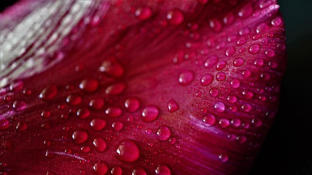 petal, pink, wallpaper 4k, flower background, tulip, flower, nature, beauty, wet, rain, weather, water, drops, background, flower wallpaper, floral background, rainy weather, cool backgrounds, windows wallpaper, desktop backgrounds, laptop wallpaper, raindrop, morning dew, walk, beautiful wallpaper, love, full hd wallpaper, beautiful flowers, wallpaper hd, template, 4k wallpaper 1920x1080, chaos, free wallpaper, mac wallpaper, surface, surface tension, black, white, macro, hd wallpaper, 4k wallpaper, free background, spring 2020 - 4K 8K wallpaper background by Mylene2401 | Pix8K