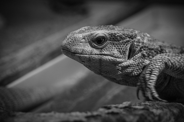 monitor lizard, lizard, reptile, animal, black and white, nature, wildlife, lizard, animal, animal, black and white, black and white, black and white, black and white, black and white, wildlife, wildlife, wildlife, wildlife, wildlife - 4K 8K wallpaper background by snibl111 | Pix8K