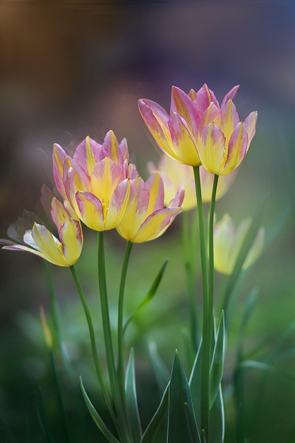 tulips, flowers, flower wallpaper, spring, beautiful flowers, spring flowers, bloom, blossom, flora, plants, flowering plants, petals, nature, aesthetic wallpaper, flower background, phone wallpaper, iphone wallpaper - 4K 8K wallpaper background by Gab-Rysia | Pix8K