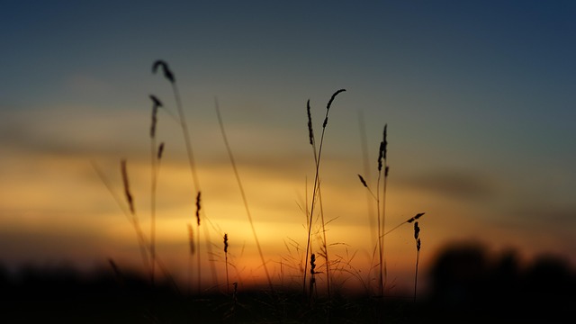sunset, nature, 4k wallpaper, full hd wallpaper, field, wallpaper 4k, grass, landscape, desktop backgrounds, beautiful wallpaper, free background, wallpaper hd, eve, heaven, dusk, fall, mac wallpaper, scenic, free wallpaper, summer, hd wallpaper, mood, atmospheric, silhouette, bokeh, close up, windows wallpaper, romantic, 4k wallpaper 1920x1080, background, laptop wallpaper, cool backgrounds, desktop, background image - 4K 8K wallpaper background by jplenio | Pix8K