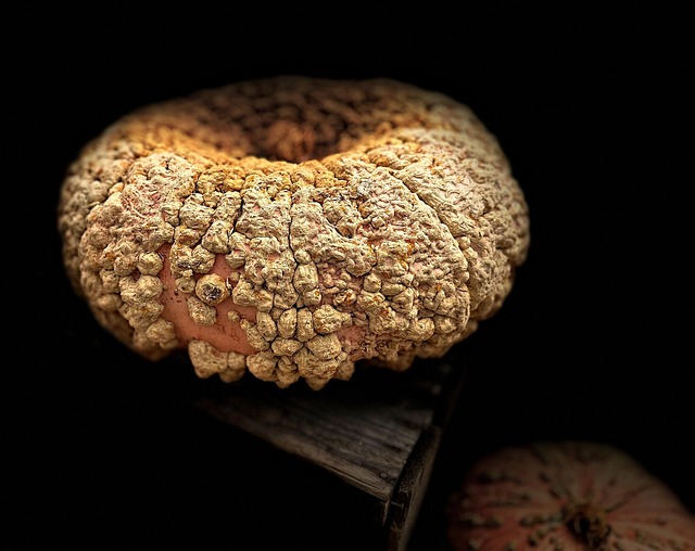 to crush, pumpkin, 4k wallpaper 1920x1080, free background, desktop backgrounds, vegetable, rough, free wallpaper, laptop wallpaper, hd wallpaper, wallpaper hd, food, beautiful wallpaper, windows wallpaper, nutrition, falls, deco, halloween, cool backgrounds, wallpaper, 4k wallpaper, mac wallpaper, desktop picture, hintergrundsbild, full hd wallpaper, wallpaper 4k, yk, Geneva, Bernex, Switzerland - 4K 8K wallpaper background by ykaiavu | Pix8K