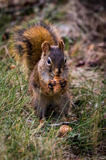 squirrel, rodent, foraging, eating, wildlife, forest, wilderness, nature, animal, animal world, verifiable kitten, nager, forest animal, wildlife photography, squirrel, squirrel, squirrel, squirrel, squirrel - 4K 8K wallpaper background by Tim_Tonic | Pix8K