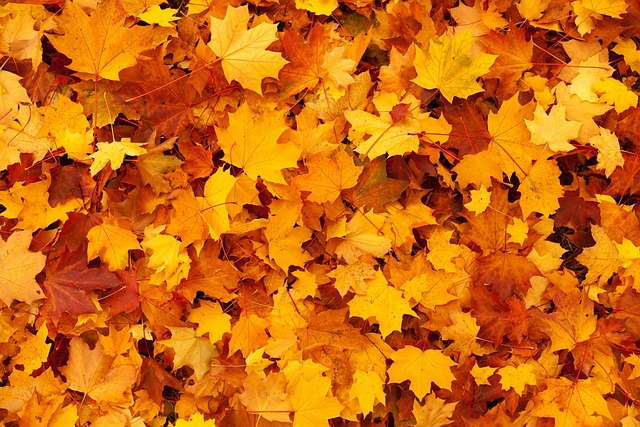 autumn, nature background, leaves, 4k wallpaper, foliage, autumn leaves, 4k wallpaper 1920x1080, autumn foliage, hd wallpaper, mac wallpaper, laptop wallpaper, autumn colors, autumn season, fall foliage, fall leaves, free background, nature wallpaper, beautiful nature, fall colors, orange leaves, orange foliage, forest, nature, background, fall, cool backgrounds, pattern, free wallpaper, season, wallpaper 4k, seasonal, beautiful wallpaper, wallpaper hd, full hd wallpaper, windows wallpaper, desktop backgrounds, texture, wallpaper - 4K 8K wallpaper background by PublicDomainPictures | Pix8K