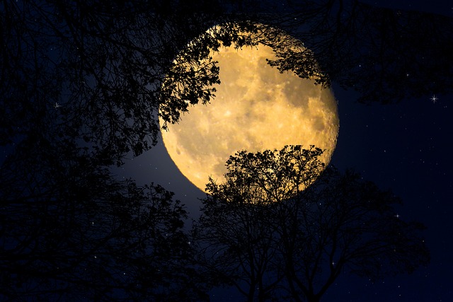 background, free wallpaper, mac wallpaper, beautiful wallpaper, nature, full hd wallpaper, windows wallpaper, moonlight, desktop backgrounds, 4k wallpaper 1920x1080, emotion, free background, full moon, 4k wallpaper, hd wallpaper, wallpaper 4k, wallpaper hd, cool backgrounds, laptop wallpaper, composing, night, landscape, tree - 4K 8K wallpaper background by garten-gg | Pix8K