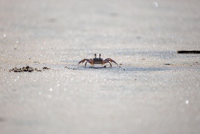 crab, beach, wildlife, sand, nature - 4K 8K wallpaper background by breaklessbiker | Pix8K