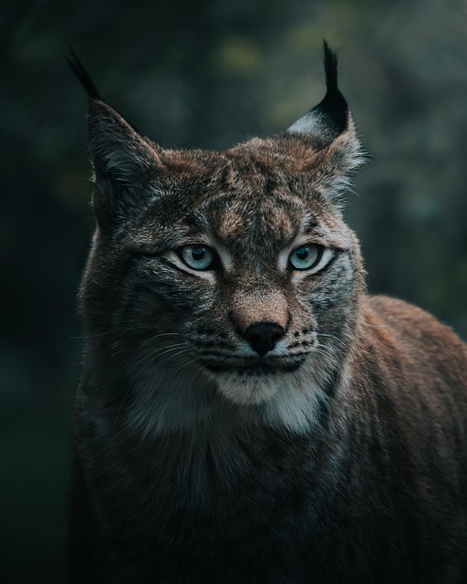lynx, wildcat, nature, animal, nature photography, animal photography, wildlife, winter, forest, close up - 4K 8K wallpaper background by nilshornschuh_ | Pix8K