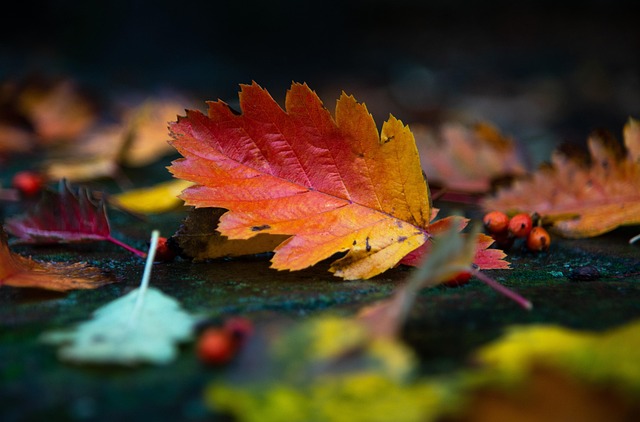 autumn, leaves, foliage, autumn leaves, autumn foliage, autumn colors, autumn season, fall foliage, fall leaves, fall colors, nature, fallen leaves, autumn, autumn leaves, fall foliage, fallen leaves, fallen leaves, fallen leaves, fallen leaves, fallen leaves - 4K 8K wallpaper background by wal_172619 | Pix8K