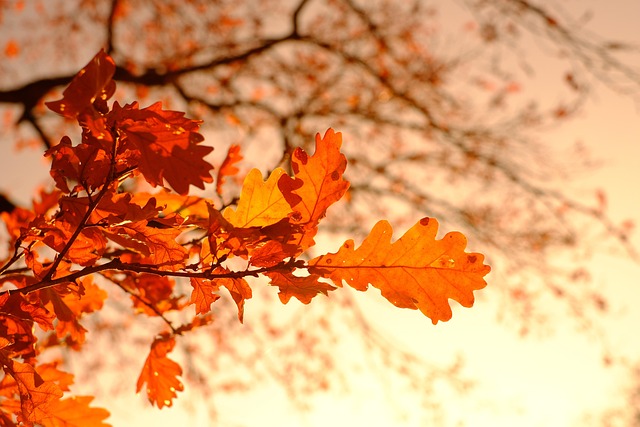 autumn, leaves, foliage, autumn leaves, autumn foliage, autumn colors, autumn season, fall foliage, fall leaves, fall colors, orange leaves, orange foliage, forest, nature, autumn, autumn, autumn, autumn, autumn, leaves, autumn leaves, autumn leaves, fall leaves - 4K 8K wallpaper background by Hans | Pix8K