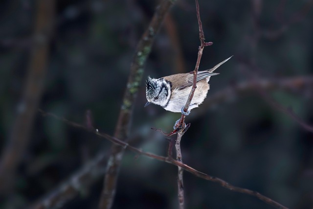 bird, wallpaper 4k, mac wallpaper, marsh tit, feathers, close-up, wildlife, 4k wallpaper 1920x1080, beautiful wallpaper, wallpaper hd, full hd wallpaper, winter forest, cool backgrounds, snow, food, free wallpaper, hd wallpaper, bird watching, perching, young, 4k wallpaper, beauty, nature, background, free background, windows wallpaper, laptop wallpaper, desktop backgrounds, crested, lophophanes cristatus, branch, ornithology, outdoor - 4K 8K wallpaper background by Erik_Karits | Pix8K