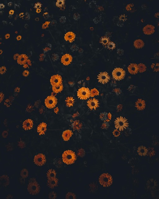 flower, lock screen wallpaper, flower wallpaper, beautiful wallpaper, floral background, beautiful flowers, phone wallpaper, aesthetic, mobile wallpaper, mobile wallpaper 4k, vintage, wallpaper, iphone wallpaper, flower background, aesthetic wallpaper, ipad wallpaper, samsung wallpaper, nature, bloom, spring - 4K 8K wallpaper background by 29458918 | Pix8K
