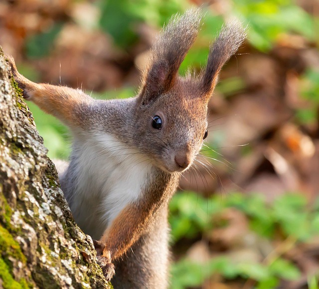 squirrel, wallpaper 4k, rodent, animal, free wallpaper, windows wallpaper, nature, free background, wildlife, mac wallpaper, 4k wallpaper 1920x1080, fauna, desktop backgrounds, full hd wallpaper, beautiful nature, wallpaper hd, wild photography, cool backgrounds, beautiful wallpaper, hd wallpaper, nature wallpaper, background, nature background, 4k wallpaper, laptop wallpaper, wallpaper - 4K 8K wallpaper background by terbe_rezso | Pix8K