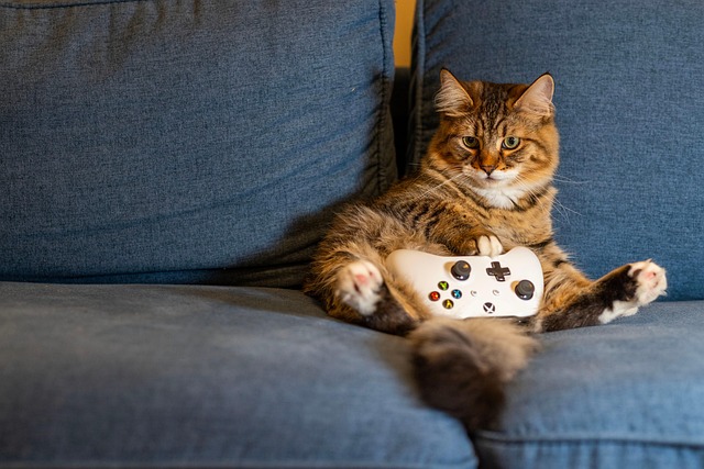 cat, kitten, animal, nature, pet, indoors, gaming, controller, couch - 4K 8K wallpaper background by nathan-osman | Pix8K