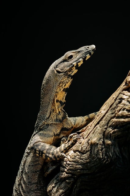 lizard, reptile, animal, monitor, goanna, monitor lizard, lace monitor, body, bark, shaded, texture, nature, leathery, rough, scale, natural habitat, black and white, survival - 4K 8K wallpaper background by Storme22k | Pix8K