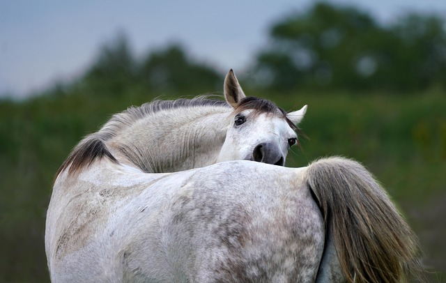 horse, wallpaper hd, laptop wallpaper, wallpaper 4k, mammal, free wallpaper, 4k wallpaper 1920x1080, beautiful wallpaper, white, beautiful nature, full hd wallpaper, cool backgrounds, stripe, animal, nature wallpaper, in the field, nature, hd wallpaper, nature background, wallpaper, windows wallpaper, desktop picture, hintergrundsbild, 4k wallpaper, free background, desktop backgrounds, mac wallpaper, yk - 4K 8K wallpaper background by ykaiavu | Pix8K