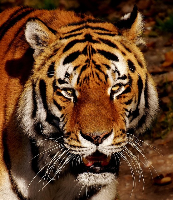 tiger, predator, fur, big cat, wild cat, head, tiger head, nature, feline, wild animal, wildlife, wildlife photography, mammal, animal, portrait, animal world, hellabrunn zoo - 4K 8K wallpaper background by Alexas_Fotos | Pix8K