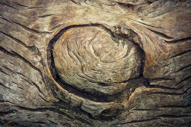tree, tree bark, tree trunk, tribe, nature, bark, cool backgrounds, wallpaper 4k, laptop wallpaper, free background, structure, wood, close up, full hd wallpaper, beautiful wallpaper, forest, template, 4k wallpaper, background, texture, 4k wallpaper 1920x1080, free wallpaper, desktop backgrounds, hd wallpaper, wood structure, wallpaper hd, earth tones, background image, abstract, contrast, windows wallpaper, mac wallpaper, brown - 4K 8K wallpaper background by 652234 | Pix8K