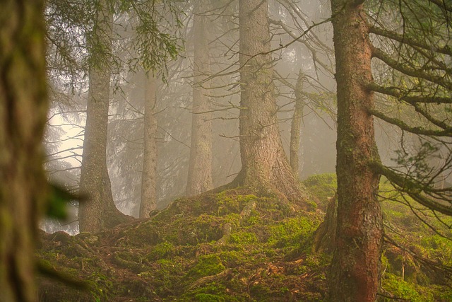 forest, fog, coniferous forest, landscape, nature, trees, woods, forest, forest, forest, forest, forest - 4K 8K wallpaper background by Juncala | Pix8K