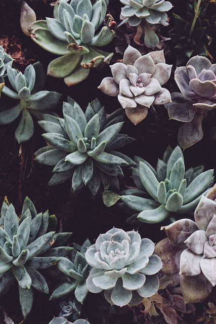 plants, mobile wallpaper 4k, lock screen wallpaper, succulents, nature, garden, beautiful wallpaper, houseplants, wallpaper, mobile wallpaper, ipad wallpaper, samsung wallpaper, background, aesthetic wallpaper, iphone wallpaper, phone wallpaper - 4K 8K wallpaper background by scottwebb | Pix8K