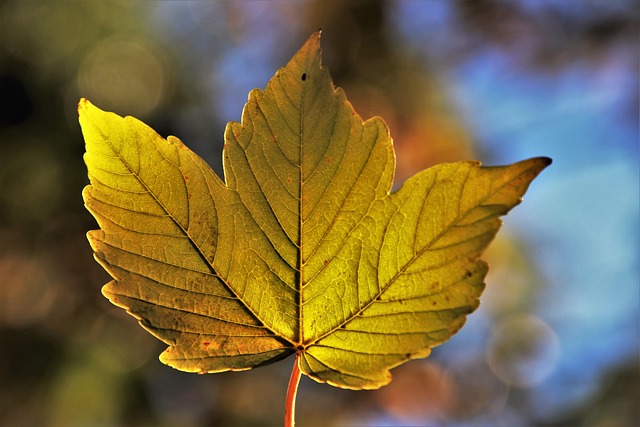 leaf, beautiful wallpaper, autumn, free background, wallpaper 4k, botany, season, bokeh, windows wallpaper, fall, growth, wallpaper hd, desktop backgrounds, nature, autumn mood, cool wallpapers, nature wallpapers, full hd wallpaper, wallpapers, background, nature wallpaper, free wallpaper, in the fall, beautiful nature, lived, yellow, autumn leaves, laptop wallpaper, 4k wallpaper, autumn gold, hd wallpaper, 4k wallpaper 1920x1080, mac wallpaper, appear, fall season, cool backgrounds, seasonal, golden leaves, nature background, golden hour, colors of autumn - 4K 8K wallpaper background by pasja1000 | Pix8K