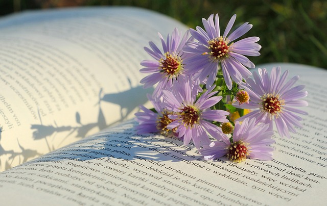 flowers, nature, beautiful flowers, flower wallpaper, flower background, asters, book - 4K 8K wallpaper background by gosiak1980 | Pix8K