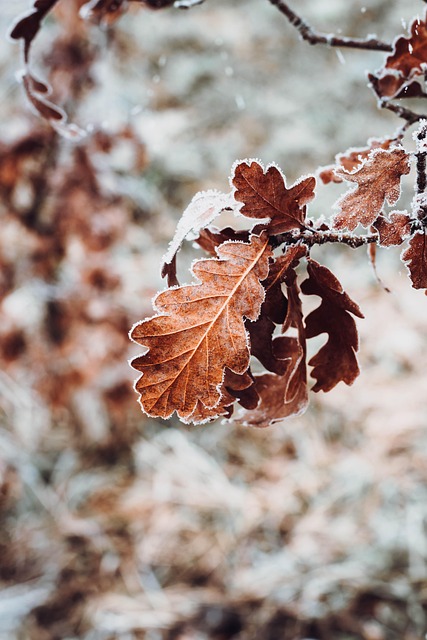 leaf, nature, mobile wallpaper, autumn, winter, plants, oak leaf, iphone wallpaper, mobile wallpaper 4k, oak, lock screen wallpaper, close up, tree, ipad wallpaper, foliage, beautiful wallpaper, branch, phone wallpaper, forest, samsung wallpaper, red leaf, fabulous, wallpaper - 4K 8K wallpaper background by Edyttka1388 | Pix8K