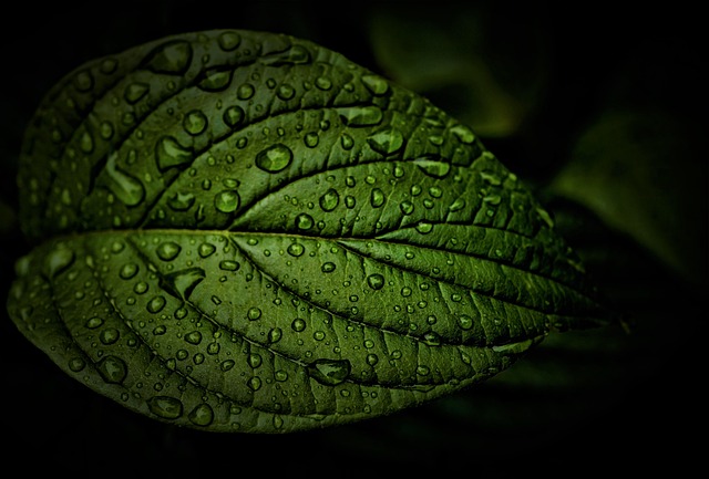 leaf, free background, rain, laptop wallpaper, weather, rainy weather, wet, water, 4k wallpaper, summer, full hd wallpaper, season, desktop backgrounds, thunderstorm, background, hd wallpaper, cool backgrounds, wallpaper hd, nature, beauty, chaos, beautiful wallpaper, surface tension, raindrop, windows wallpaper, waterdrop, template, structure, chlorophyll, wallpaper 4k, veins, dark, mac wallpaper, free wallpaper, black, green, emotions, 4k wallpaper 1920x1080, hope - 4K 8K wallpaper background by Mylene2401 | Pix8K