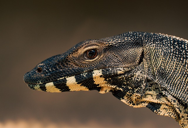 lizard, reptile, animal, nature, scales, face, eye, lace monitor, goanna, monitor, australia - 4K 8K wallpaper background by Storme22k | Pix8K