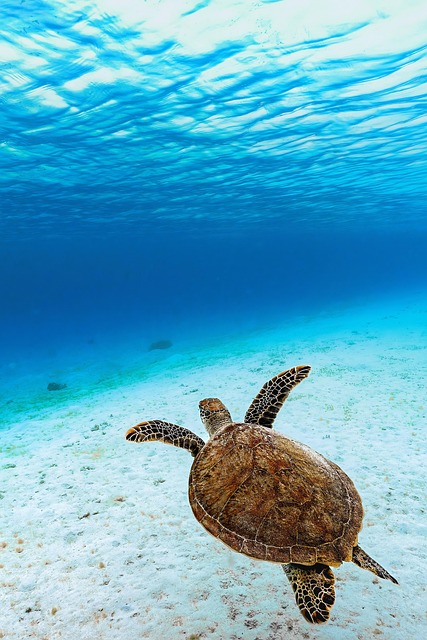 green sea turtle, green turtle, sea turtle, turtle, reptile, animal, sea, ocean, underwater, endangered species, nature, sea, sea, sea, sea, sea - 4K 8K wallpaper background by Kanenori | Pix8K