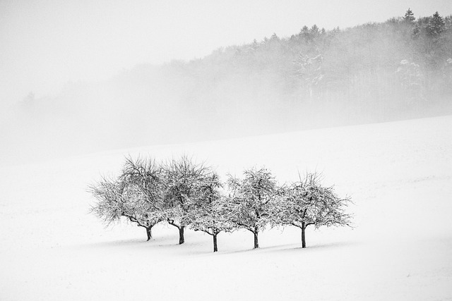 trees, snow, winter, landscape, cold, forest, season, outdoors, winter landscape, fog, minimalism, minimalist, black-and-white, nature - 4K 8K wallpaper background by AnNeef | Pix8K
