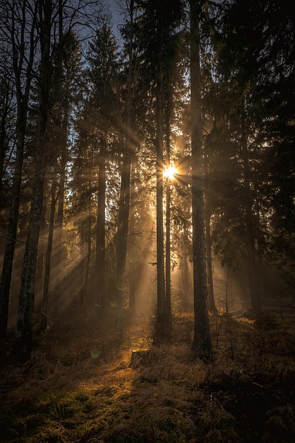 woods, nature, light, sun, sunbeams, forest, trees, peace - 4K 8K wallpaper background by Strandkind_Muecke | Pix8K