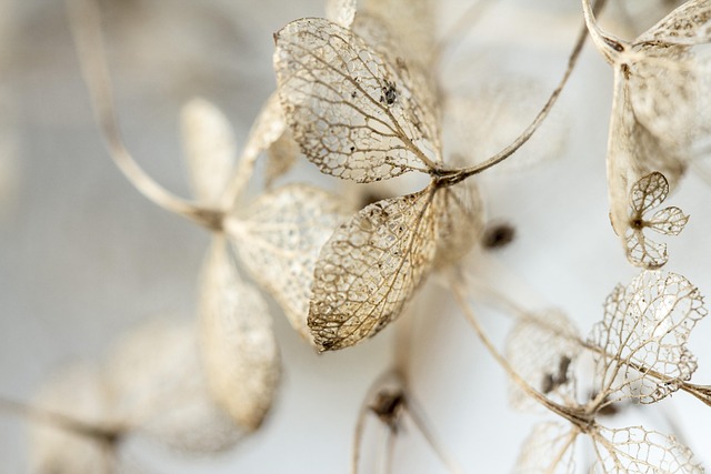 leaves, dry, hydrangea, withered, garden, dead, fall, hd wallpaper, winter, ornamental plant, close up, macro, grief, funeral, died, to die, nature, wilted, faded, background image, desktop wallpaper - 4K 8K wallpaper background by AdelinaZw | Pix8K