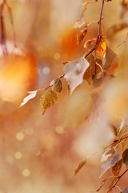autumn, leaves, foliage, autumn leaves, autumn foliage, autumn colors, autumn season, fall foliage, fall leaves, fall colors, nature, autumn, autumn, autumn, autumn, autumn, leaves, autumn leaves, fall leaves, nature - 4K 8K wallpaper background by MariaM31 | Pix8K