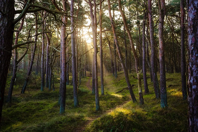 forest, nature, sun, sunbeams, idyllic, pine forest, woods, wilderness, forest, forest, forest, forest, forest, pine forest - 4K 8K wallpaper background by Ma_Frank | Pix8K