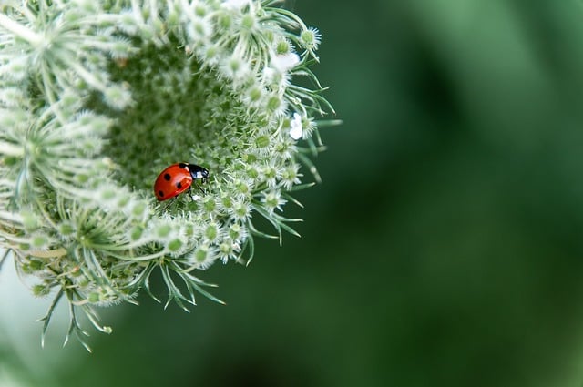 flower, beautiful flowers, beetle, insect, flower background, nature, hd background, nature background, full hd wallpaper, flower wallpaper, hd wallpaper, desktop backgrounds, beautiful nature, nature wallpaper - 4K 8K wallpaper background by wal_172619 | Pix8K