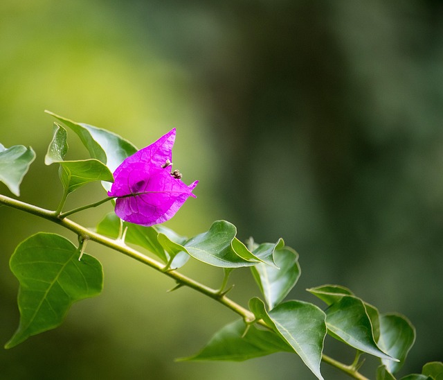 bougainvillea, flower background, beautiful flowers, triple flower, blossom, bloom, pink, close up, ornamental plant, park, flower wallpaper, nature, summer, flower - 4K 8K wallpaper background by minka2507 | Pix8K