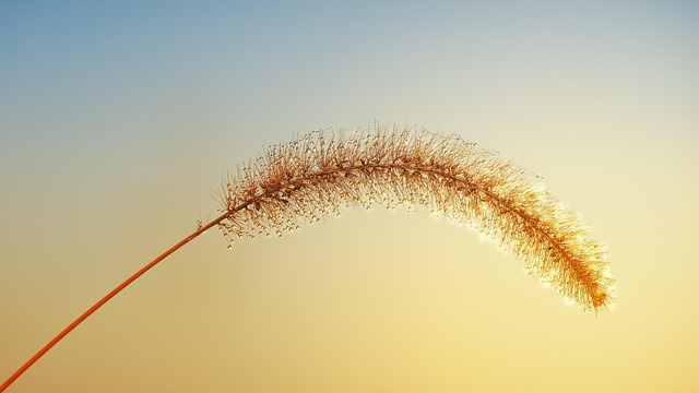 grass, 4k wallpaper 1920x1080, autumn, 4k wallpaper, beautiful nature, hd wallpaper, windows wallpaper, full hd wallpaper, nature background, morning dew, wallpaper 4k, wallpaper hd, cool backgrounds, sunset, desktop backgrounds, free wallpaper, nature wallpaper, mac wallpaper, free background, dewdrop, beautiful wallpaper, nature, laptop wallpaper, background, wallpaper - 4K 8K wallpaper background by jplenio | Pix8K