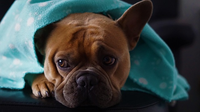 background, dark, cold, wallpaper 4k, 4k wallpaper 1920x1080, 4k wallpaper, cozy, mac wallpaper, on the couch, under the ceiling, dog, desktop backgrounds, french bulldog, cute, free background, cool backgrounds, laptop wallpaper, atmospheric, rainy weather, comfortable, inside, cuddly, view, windows wallpaper, eyes, face, portrait, animal portrait, full hd wallpaper, lifestyle, free wallpaper, hd wallpaper, beautiful wallpaper, paws, fur, pet, wallpaper hd, animal, love - 4K 8K wallpaper background by Mylene2401 | Pix8K