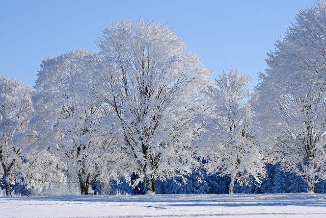 winter, snow, trees, frost, winter landscape, nature, covered in snow - 4K 8K wallpaper background by NickyPe | Pix8K