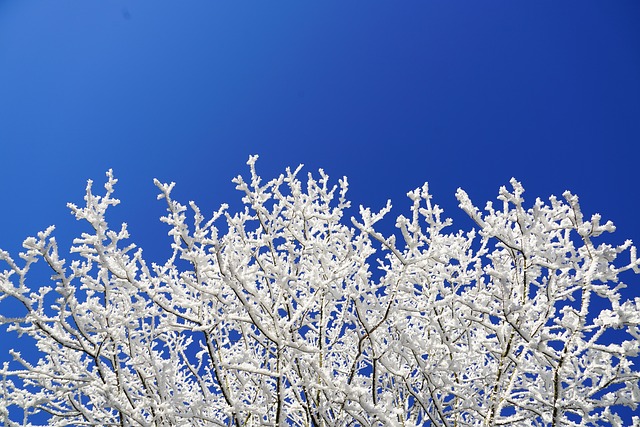 treetop, nature, branches, hoarfrost, winter, winter picture, winter photography, winter shot, winter photo, ice crystals, snow crystals, ice cream, cold, crystals, frozen, snow, white, blue - 4K 8K wallpaper background by Hans | Pix8K