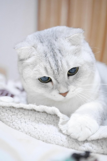 scottish fold, nature, silver gradient, pet, cat, animal, pets - 4K 8K wallpaper background by cat-cheng | Pix8K