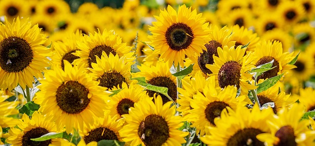 sunflowers, flowers, sunflower field, free wallpaper, 4k wallpaper, laptop wallpaper, flower wallpaper, field, yellow flowers, desktop backgrounds, beautiful nature, full hd wallpaper, floral background, hd wallpaper, free background, petals, wallpaper 4k, yellow petals, blossom, beautiful wallpaper, nature background, flower background, bloom, flora, summer, nature, beautiful flowers, 4k wallpaper 1920x1080, wallpaper hd, wallpaper, mac wallpaper, nature wallpaper, windows wallpaper, cool backgrounds, background - 4K 8K wallpaper background by suju-foto | Pix8K